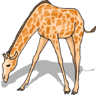 giraffe