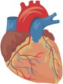 human_heart