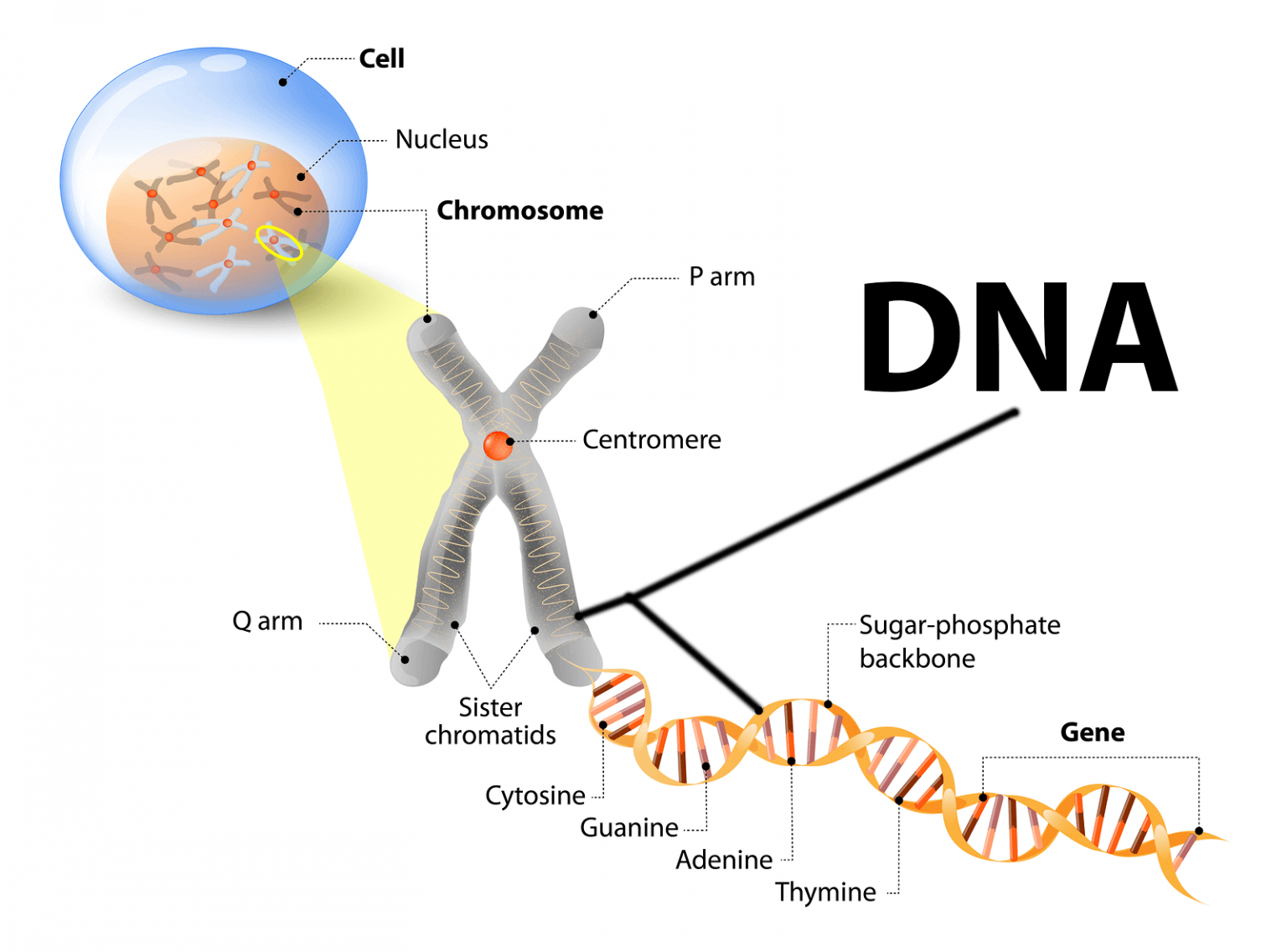 DNA Printable