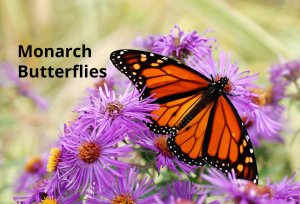 Monarch Butterflies Printable
